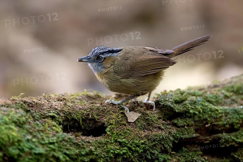Grey-throated Babbler (Stachyris nigriceps), Bidoup National Park, Vietnam