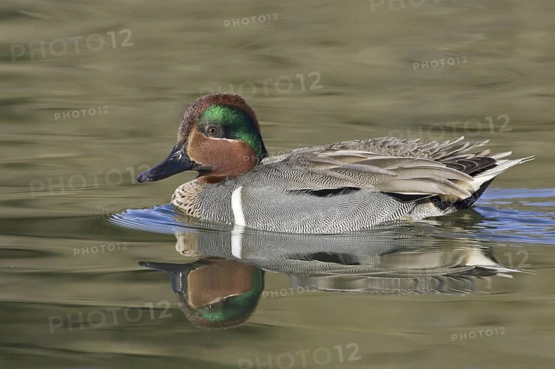 Green-winged Teal (Anas carolinensis) male, California, USA