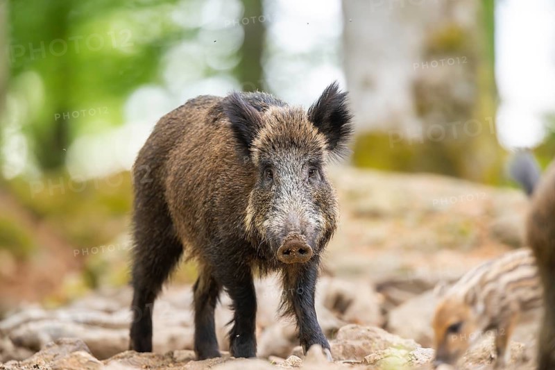 Wild boar (Sus scrofa) standing in a forest, Bavaria, Germany