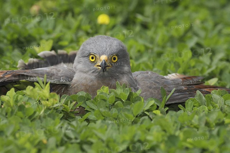 Roadside Hawk (Rupornis magnirostris), Manabi, Ecuador