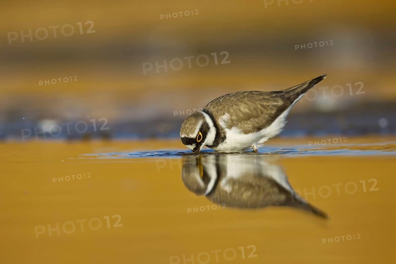 Little Ringed Plover (Charadrius dubius) female foraging, North Rhine-Westphalia, Germany