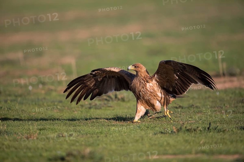 Juvenile Iberian Eagle (Aquila adalberti), Spanish imperial eagle, Extremadura, Castilla La Mancha, Spain