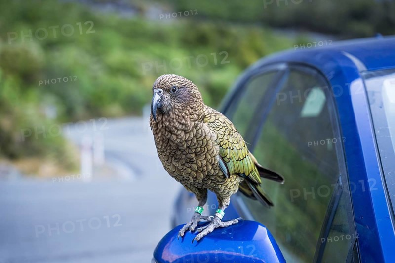 A Kea sits on a car's exterior mirror. Milford Road, Fiordland National Park, Southland Region, South Island, New Zealand