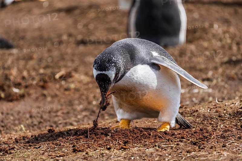 Gentoo penguin (Pygoscelis papua) uses its beak to pull plant material from the ground for nest building, another penguin in the background, Volunteer Point, East Falkland, Falkland Islands