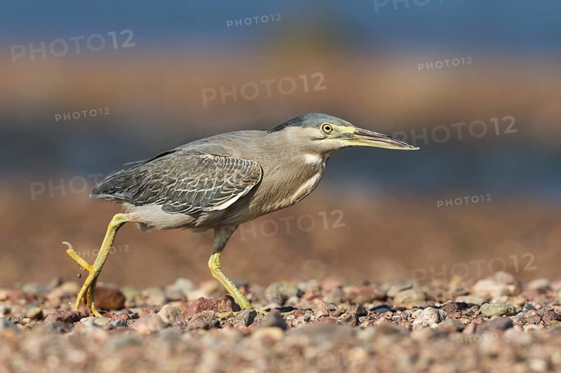 Striated Heron (Butorides striata) hunting, Eilat, Israel