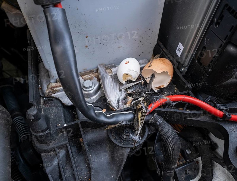 Engine compartment, engine of a passenger car with remains of prey of a stone marten (Martes foina), eggshells of chicken and pigeon, feathers of a small bird, Lower Saxony, Germany