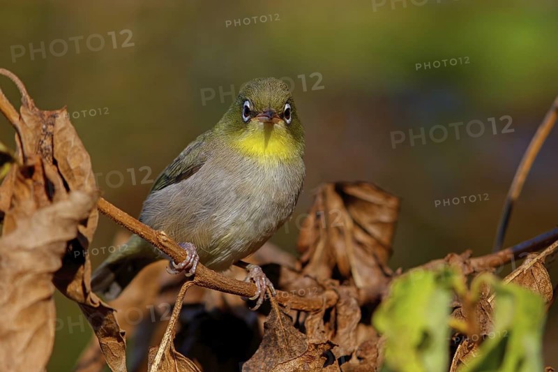 Somali White-eye, (Zosterops abyssinica), Animals, Birds, Middle East, Tawi Atayr, Salalah, Dhofar, Oman