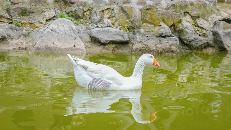 GAZIANTEP, TURKEY - APRIL 18, 2026: Visitors enjoy an early spring stroll at Gaziantep Wildlife Park. Ranked as the largest zoo in Turkey, the second largest in Europe, and fourth globally, the park is a major attraction home to 380 diverse animal species, Gaziantep, Turkey