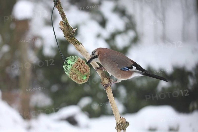Eurasian Jay (Garrulus glandarius), Lower Saxony, Germany