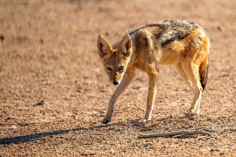 Black-backed jackal (Canis mesomelas), Kgalagadi Transfrontier National Park, Northern Cape, South Africa