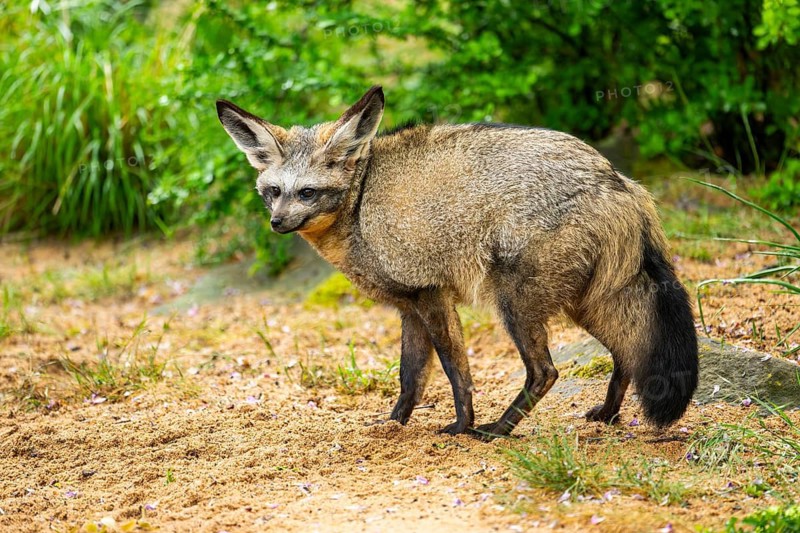Bat-eared fox (Otocyon megalotis) walking on the ground looking for food, Bavaria, Germany