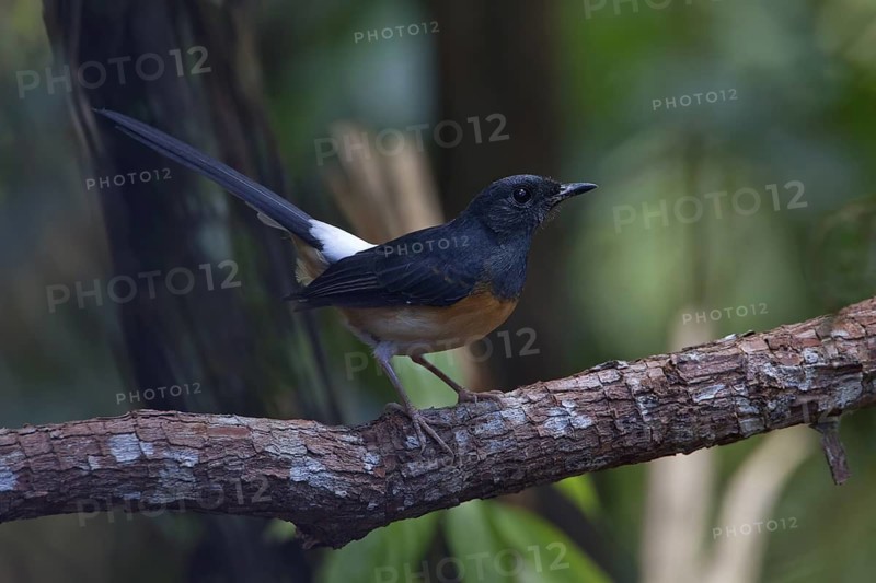 White-rumped Shama (Copsychus malabaricus) female, Malaysia