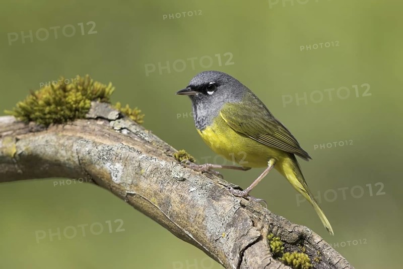 MacGillivray's Warbler (Geothlypis tolmiei), British Columbia, Canada