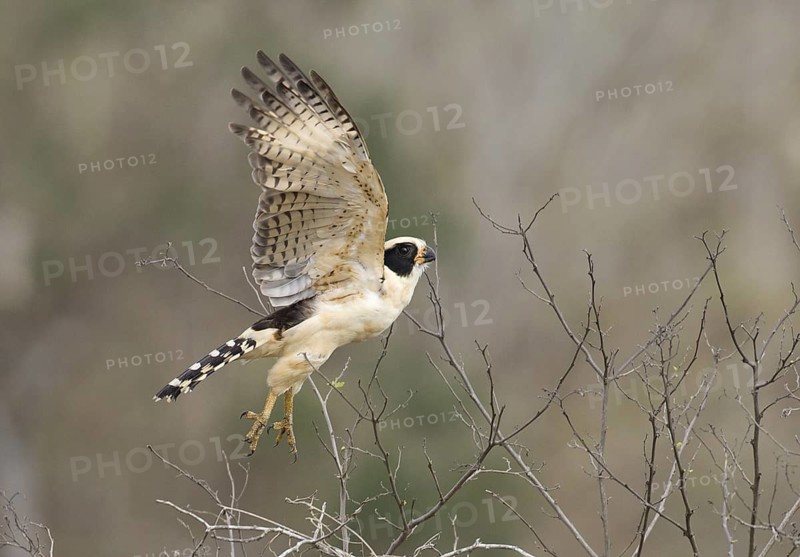 Laughing Falcon (Herpetotheres cachinnans) flying, Manabi, Ecuador