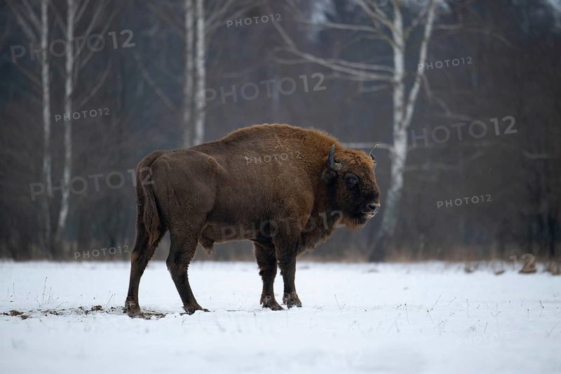 European bison (Bos bonasus, Bison bonasus), bison bull standing in a forest clearing in winter, Podlaskie Voivodeship, Poland
