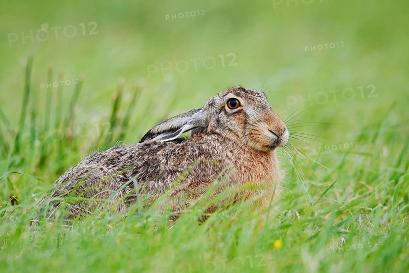 European hare (Lepus europaeus) sitting in a meadow, North Rhine-Westphalia, Germany