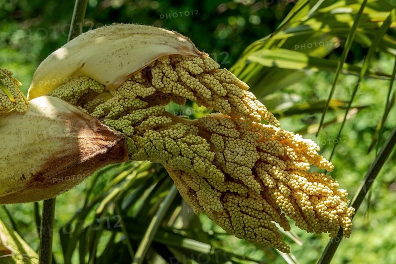 Inflorescence of the Chusan Palm (Trachycarpus fortunei), flowering, Baden-Württemberg, Germany