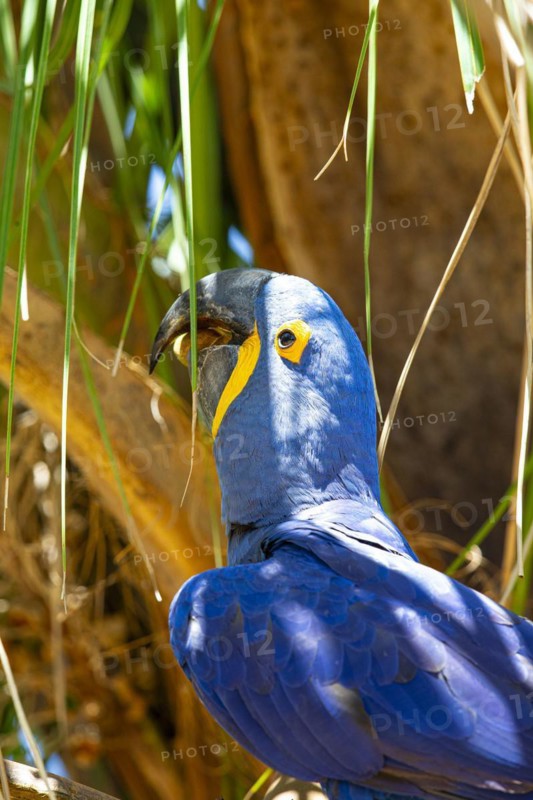 Hyacinth Macaw (Anodorhynchus hyacinthinus) Pantanal Brazil
