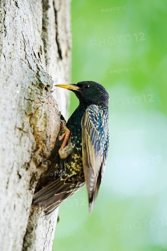 Starling (Sturnus vulgaris) at the breeding den, North Rhine-Westphalia, Germany