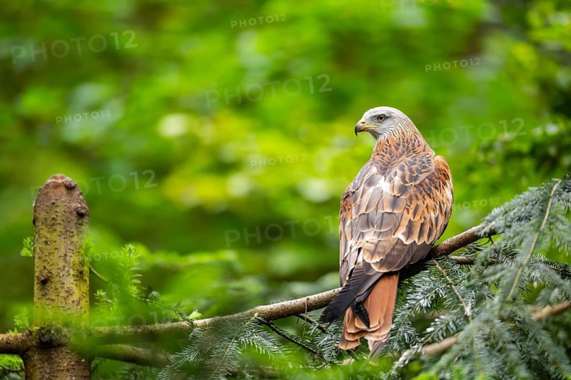 Red kite (Milvus milvus) sitting on a branch, Bavaria, Germany