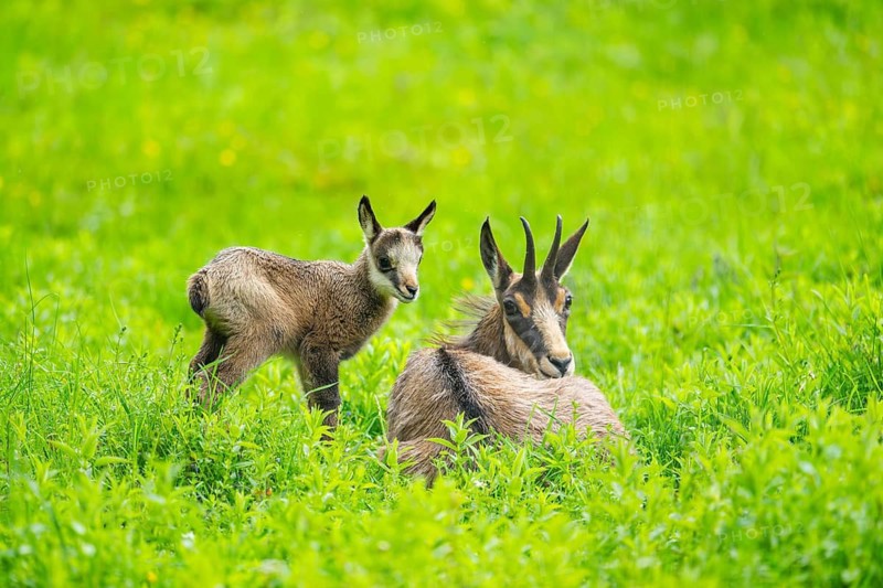 Chamois (Rupicapra rupicapra) Mother (doe) with her youngster (fawn) on a meadow, Austria