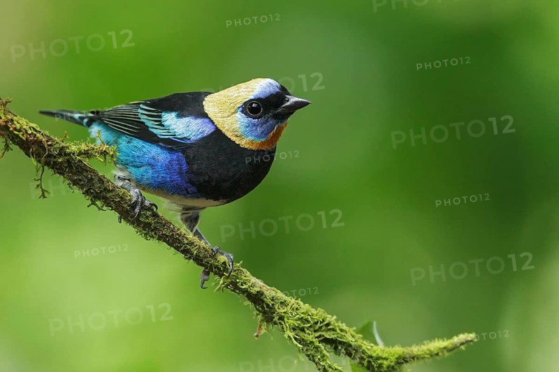 Golden-hooded Tanager (Tanagara larvata) perched on a branch in Costa Rica