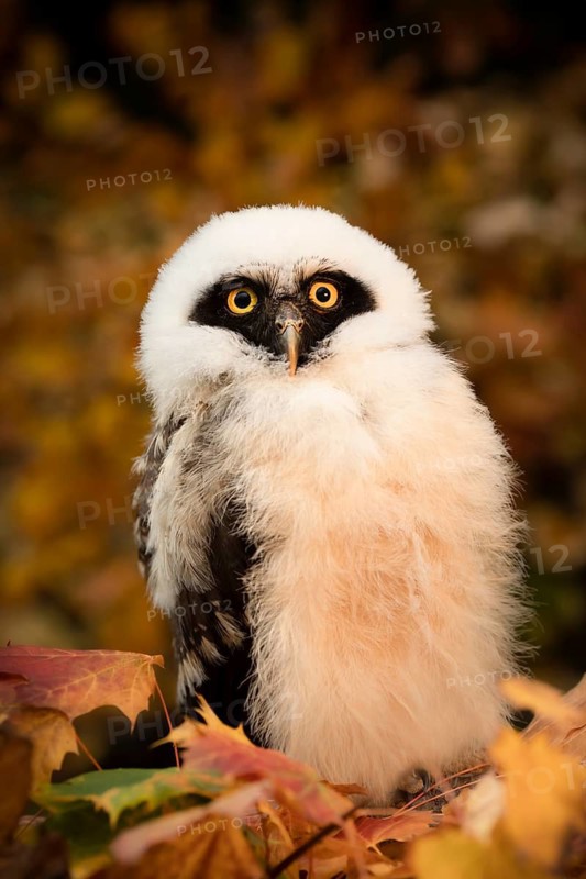 Spectacled Owl (Pulsatrix perspicillata) captive, juvenile, Germany