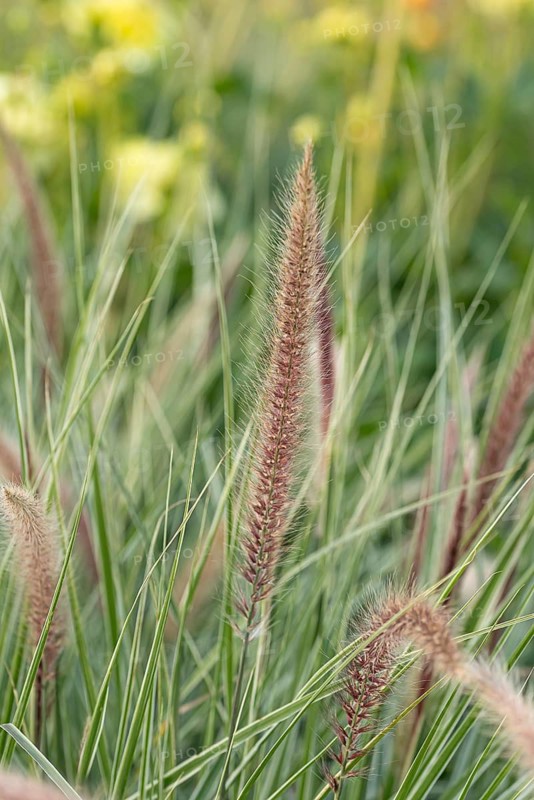 Lamp-cleaning grass (Pennisetum setaceum 'Sky Rocket'), EGA Park, Germany