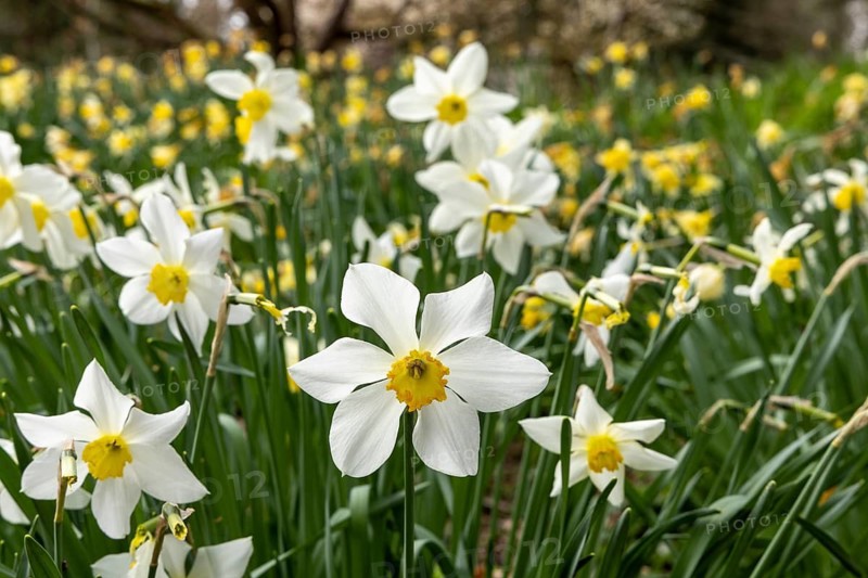 Peacock-eyed daffodils (Narcissus poeticus var. recurvus), Batsford Arboretum, Moreton-in-Marsh, Cotswolds, England, Great Britain