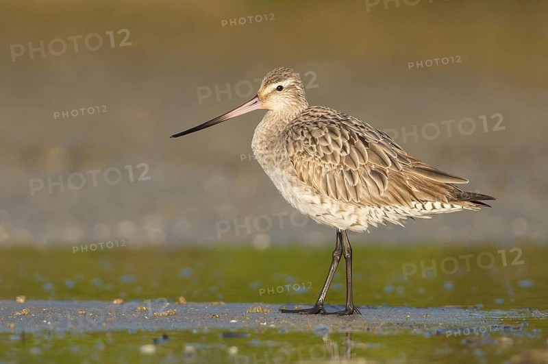 Bar-tailed Godwit (Limosa lapponica) foraging, Queensland, Australia