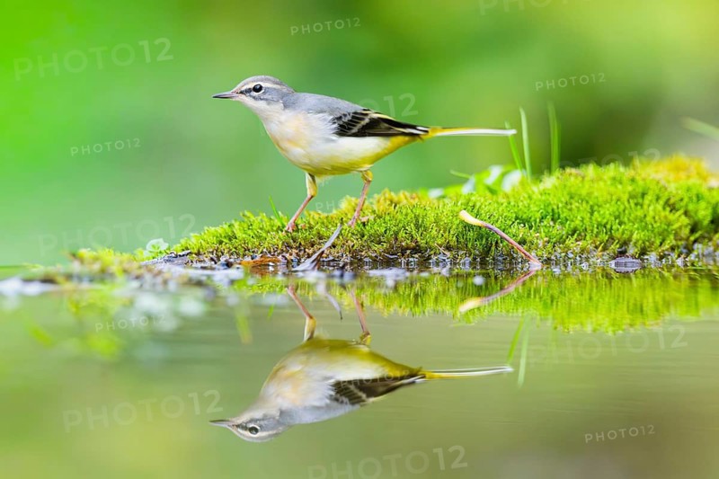 Grey Wagtail (Motacilla cinerea) hunting at a little lake in a swamp, wildlife, Germany
