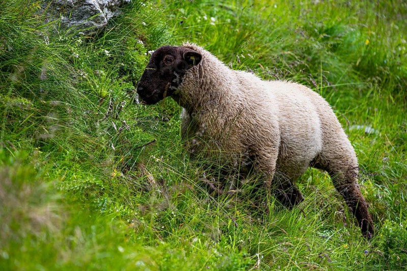 Sheep (Ovis gmelini aries) on a steep mountain meadow, Bernese Alps, Bernese Oberland, Switzerland