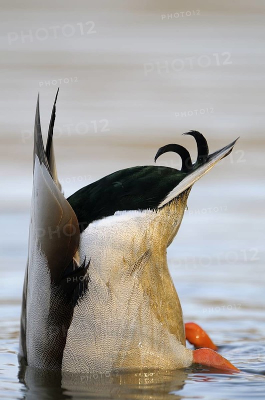 Stockente (Anas platyrhynchos), Mallard, gruendelnder Erpel, Nahrungssuche, morgens, Maerz, Dinslaken, Nordrhein-Westfalen, Deutschland