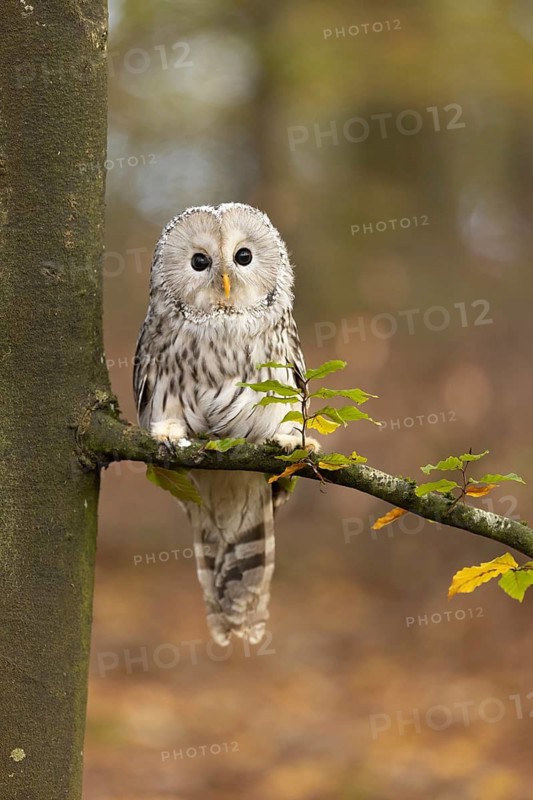 Ural Owl (Strix uralensis) captive, Baden-Wuerttemberg, Germany