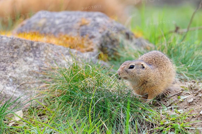 A fully grown ground squirrel (Spermophilus citellus) sits in a green meadow on a cloudy day, eating and intently observing its surroundings. Austria