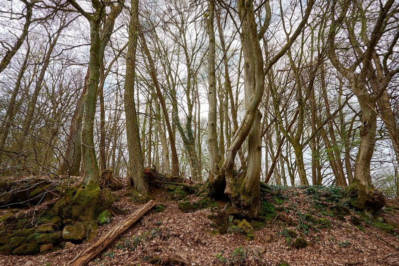Tall trees in a bare forest stretch up to the sky and form a dense group of trees, Ohrsberg, Eberbach, Odenwald, Rhein-Neckar district, Baden-Württemberg, Germany