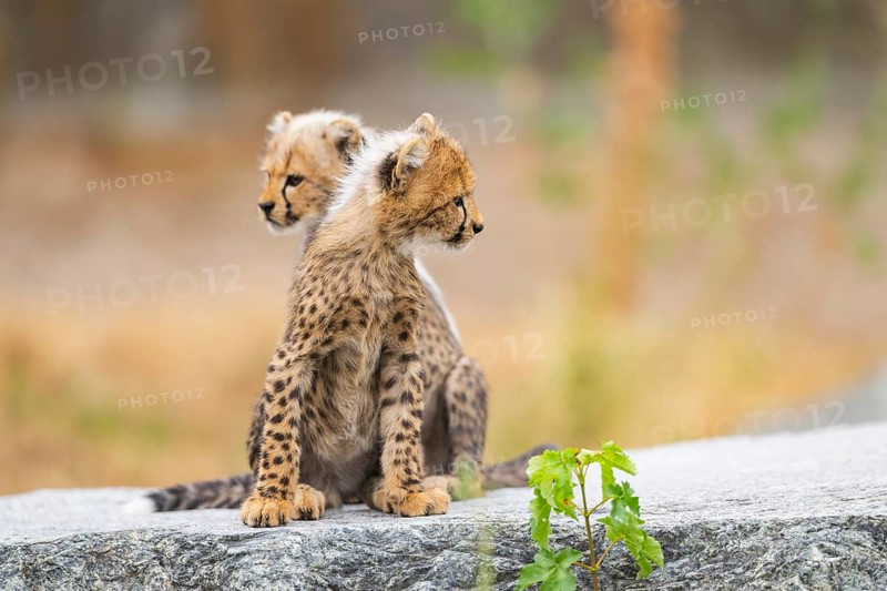 Cheetah (Acinonyx jubatus) youngsters playing with each other, captive, occurrence Africa