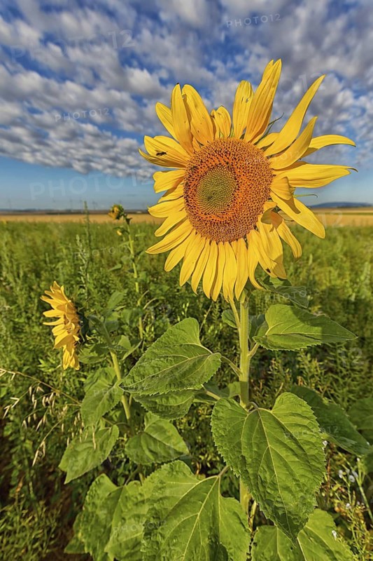 Common sunflower, (Helianthus annuus), flower, plant, blue sky, blossom, flowering, aster family, Plateau Oberflörsheim, district Alzey, Rhineland-Palatinate, Federal Republic of Germany