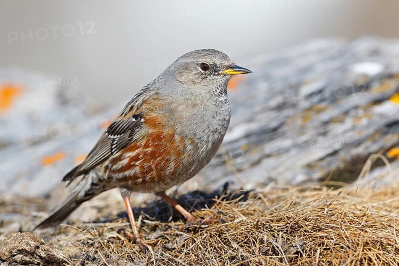Alpine Accentor (Prunella collaris), Valais, Switzerland
