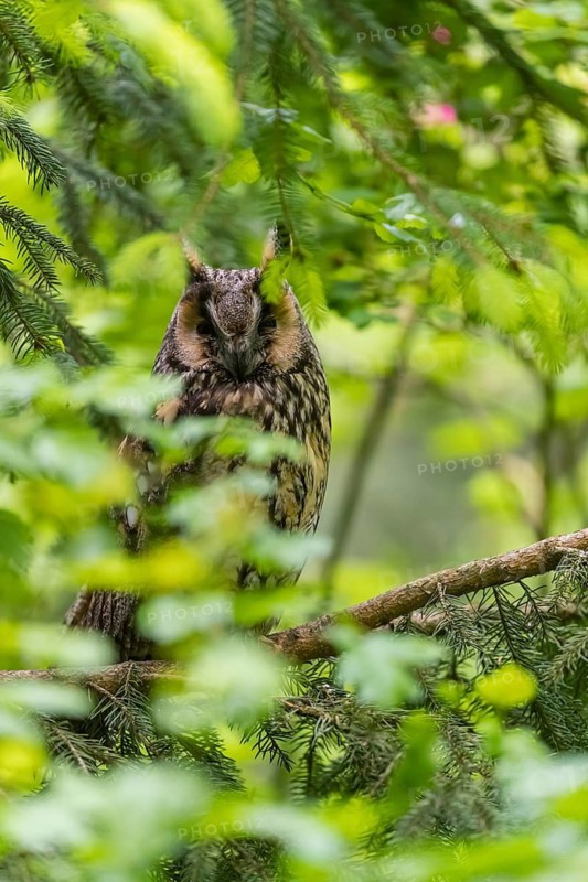 One long-eared owl (Asio otus), sitting on a branch of a tree, between green leaves