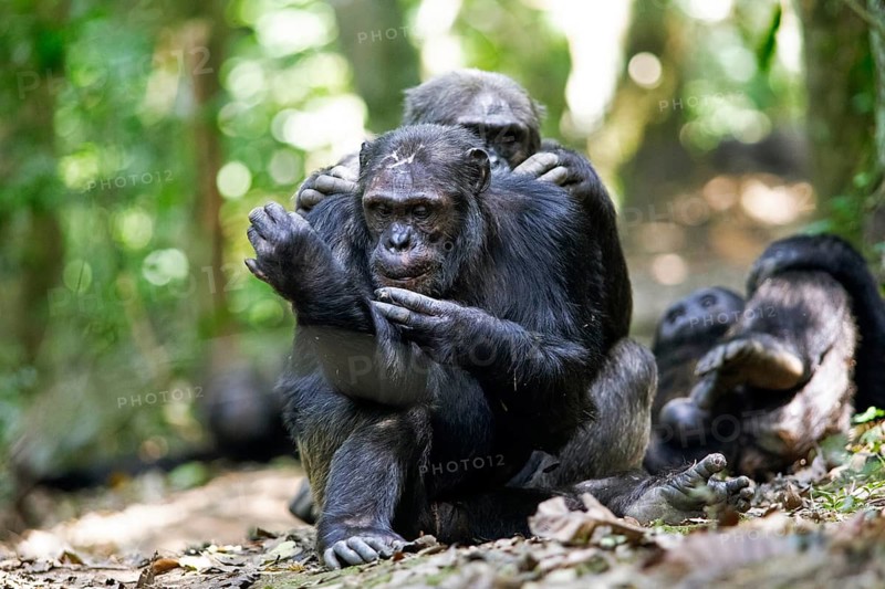 Common chimpanzees (Pan troglodytes) grooming in the mountain rainforest, Nyungwe National Park, Unesco World Heritage Site, Rwanda
