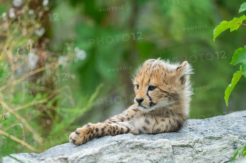 Cheetah (Acinonyx jubatus) youngster lying on a rock, captive, occurrence Africa