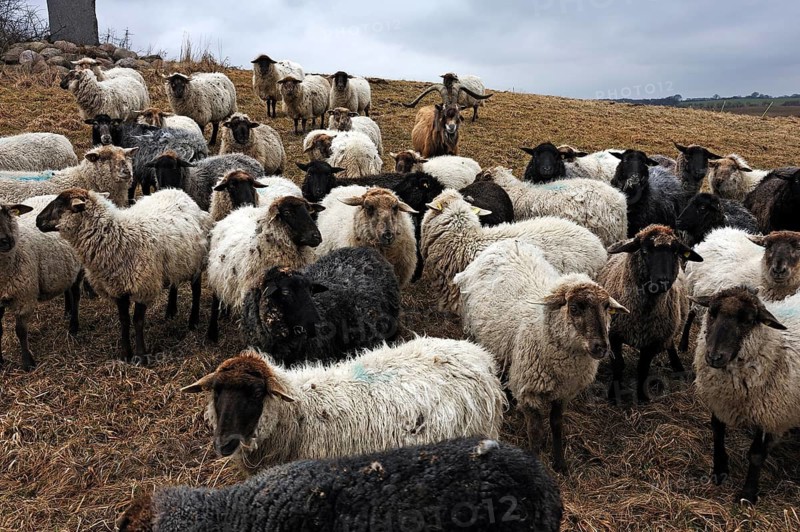 Flock of sheep with goats on pasture, Kalkberg, Nesow, Mecklenburg-Western Pomerania, Germany