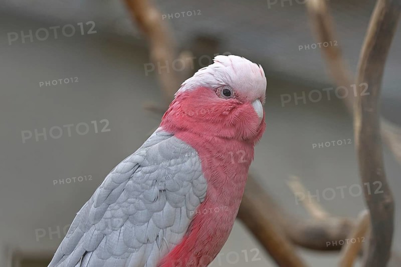 Pink cockatoo (Eolophus roseicapilla), animal portrait, captive, Hesse, Germany