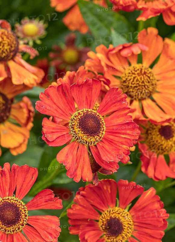 Sunflower (Helenium 'Dunkle Pracht'), RHS Garden Bridgewater, Great Britain