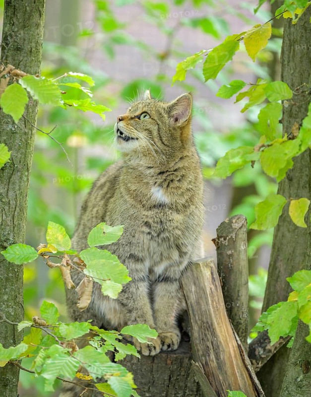 European wildcat or forest cat (Felis silvestris) in the wildcat enclosure at the Thayatal National Park House, Hardegg, Lower Austria, Austria