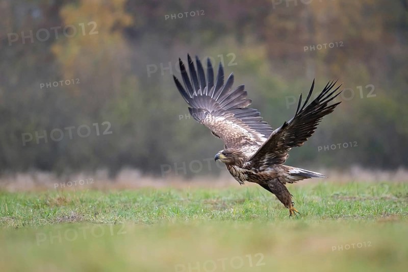 White-tailed eagle (Haliaeetus albicilla), juvenile, young white-tailed eagle taking off from a forest clearing, Podlaskie Voivodeship, Poland