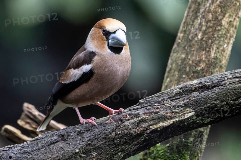 Hawfinch (Coccothraustes coccothraustes), Emsland, Lower Saxony, Germany