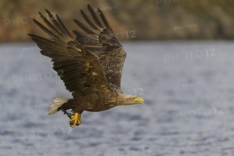 White-tailed Eagle (Haliaeetus albicilla) flying, Nord-Trondelag, Norway