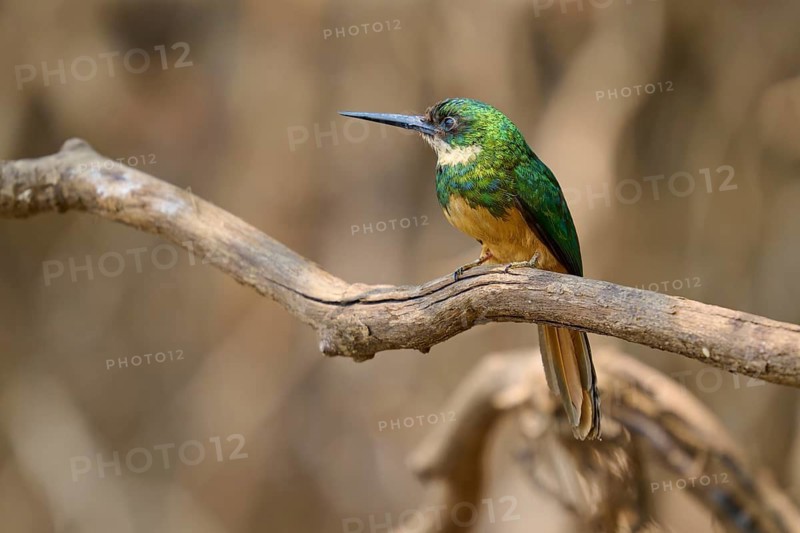 A small, colourful bird sits on a dry branch against a blurred background, Rufous-tailed jacamar (Galbula ruficauda), Pantanal, Mato Grosso, Brazil